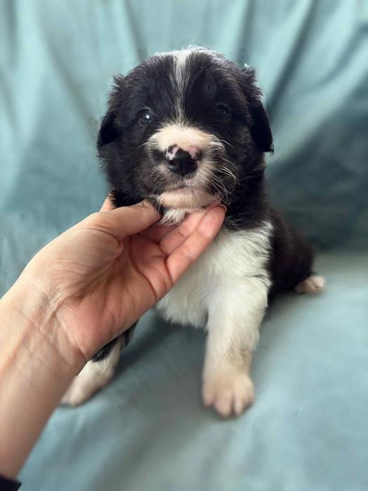 Border Collie piesek Murzyn