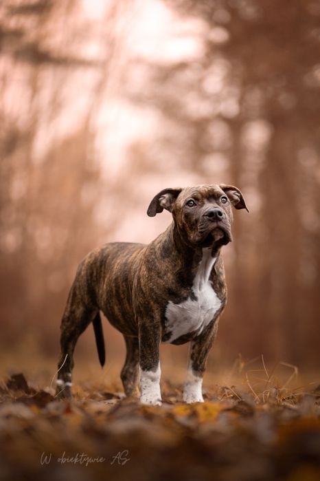 American staffordshire terrier Amstaff FCI ZKwP