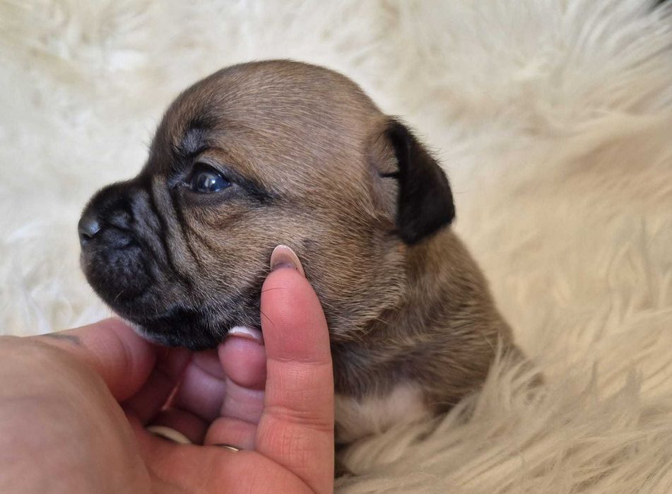 Staffordshire bull terrier, Staffik.