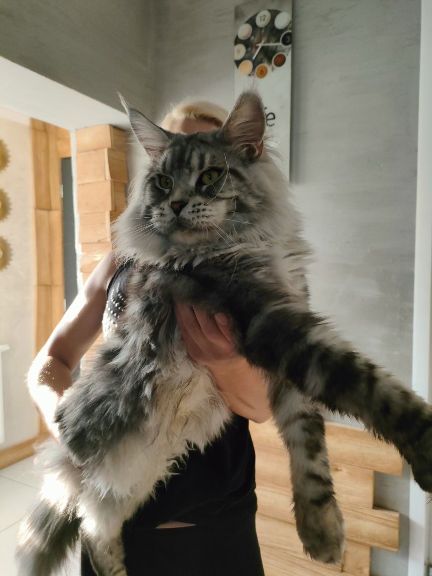 Bastian kocurek Maine Coon