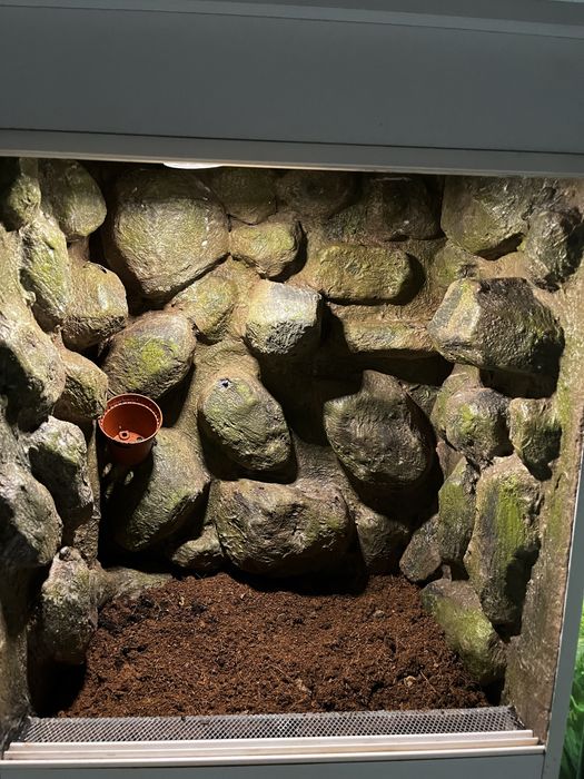 Terrarium 53x38x28cm dla gekona płaczącego orzesionego