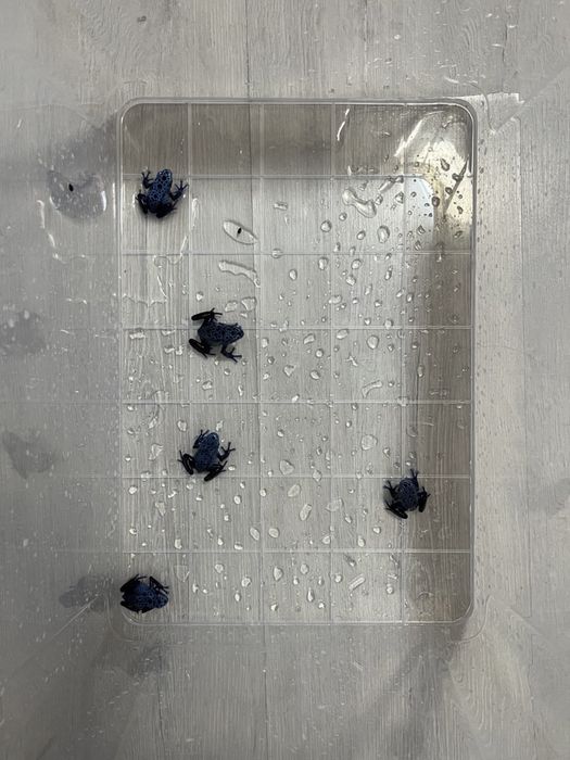 Укомплектованый и оборудованный аквариум террариум с тумбой и питомцам