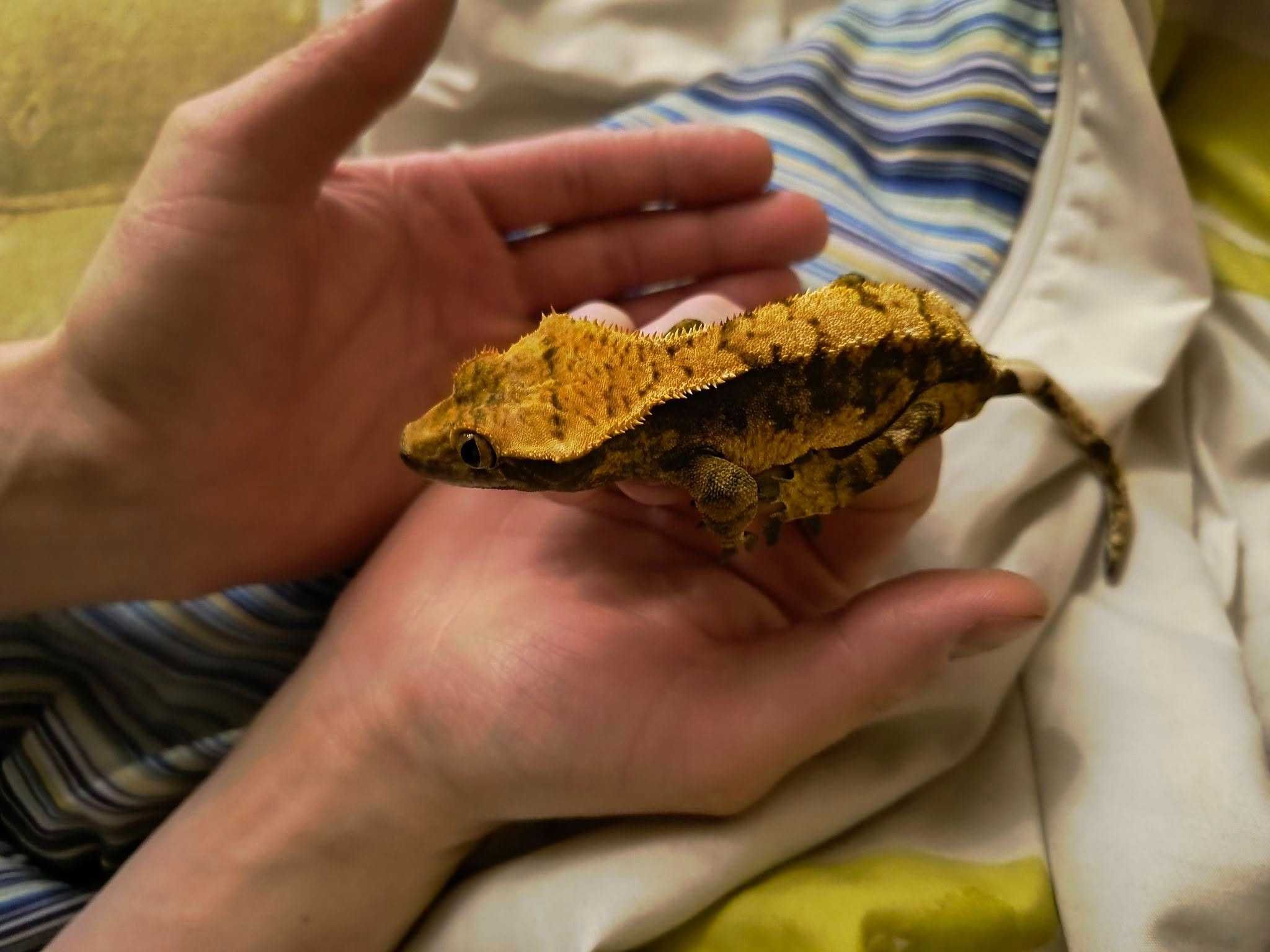 drzewołazy, gekony orzęsione, anolis