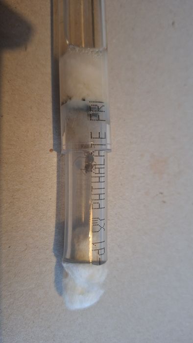 Camponotus fedtschenkoi