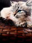 Котик в добрі руки. Безкоштовно!