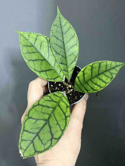 антуріум регал, аглаонема крімсон лав ,епіпремнум марбл кінг та ін