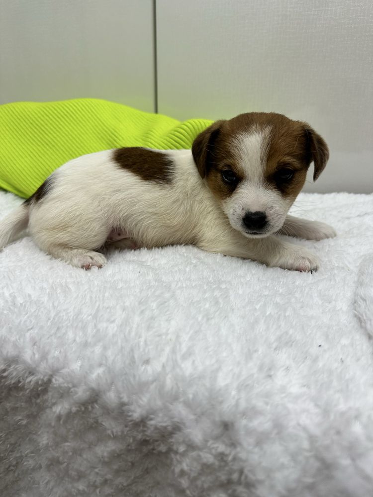 Piesek Jack Russel Terrier z Rodowodem gotowy do odbioru