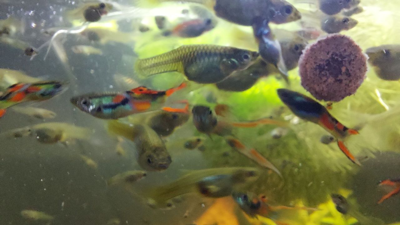 Gupiki Endlera, młode, dorosłe
