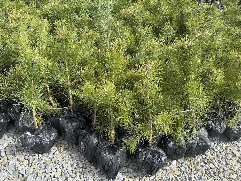 Саженцы Кримской сосни, саженцы сосни разной висоти.
