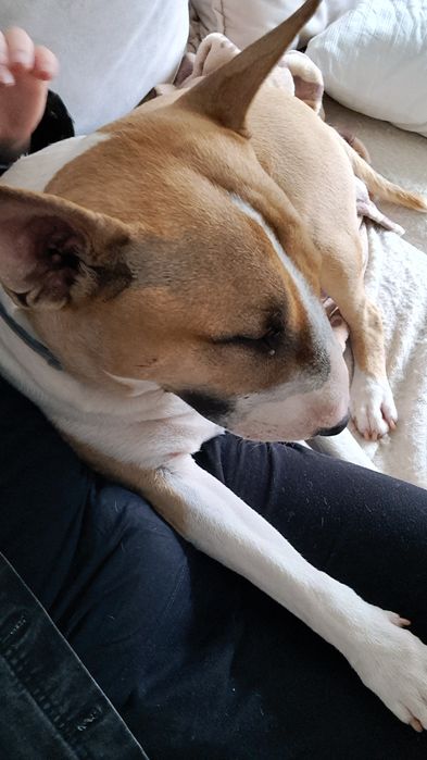 Petsitter na terenie Warszawy