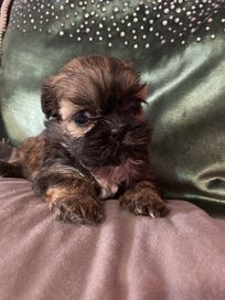 SHIH TZU suczka czekoladowa