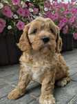 Cavapoo Samczyk hybryda ras