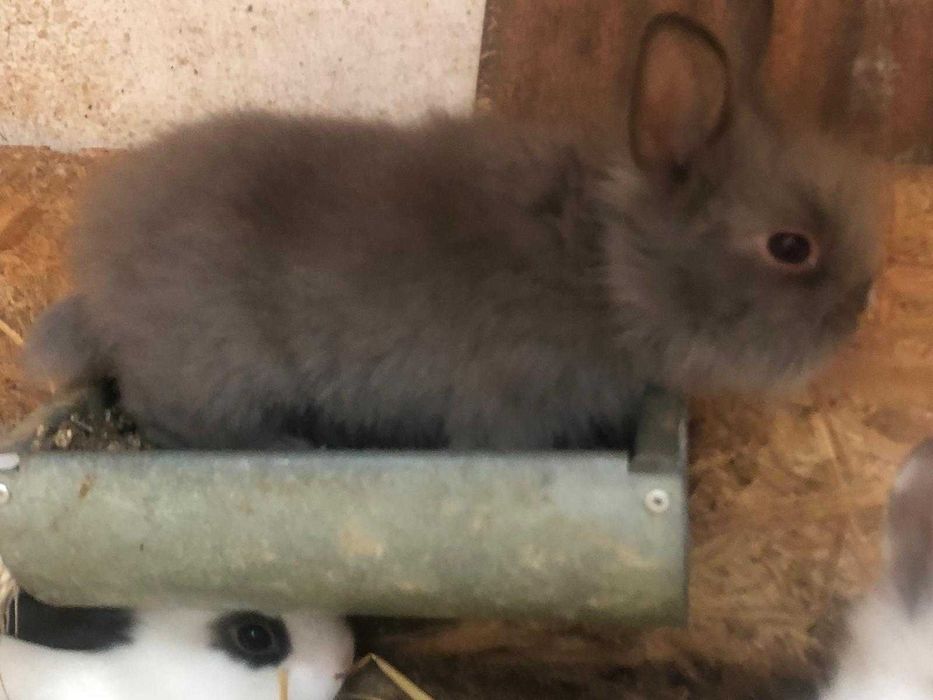 Króliczek królik miniaturka