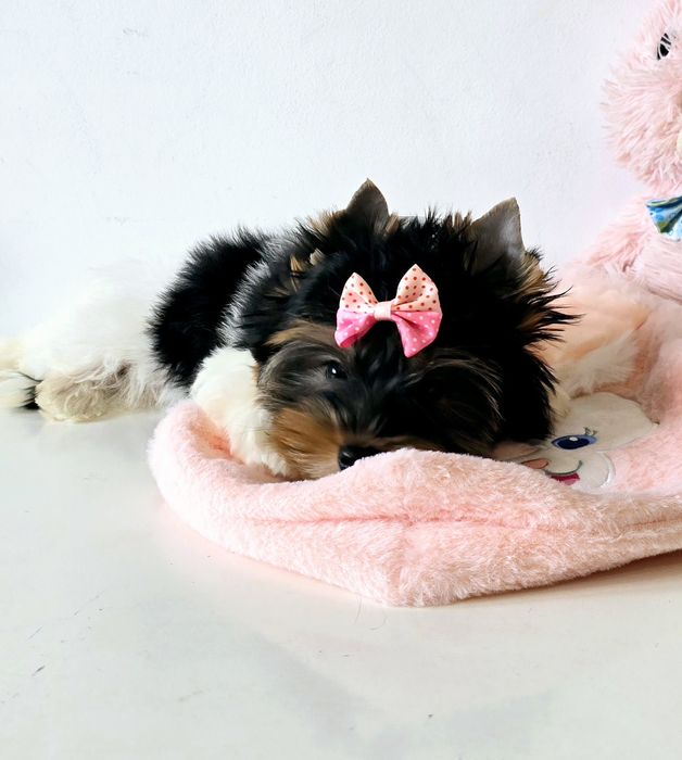 Cudowna suczka do odbioru 100% Biewer Yorkshire Terrier Yorki
