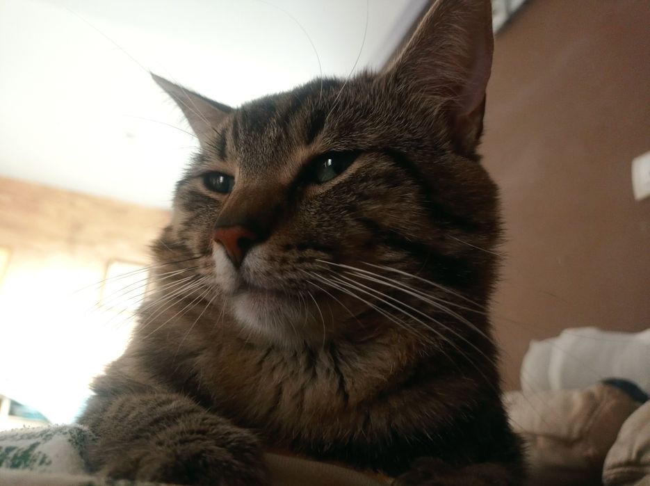 Oddam kotka w dobre ręce (samiec)