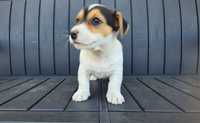 Jack Russel terrier