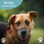 Archie - spokojny pies do adopcji!