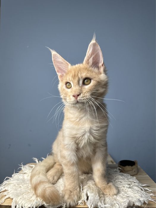 Безумно ласковый мальчик котенок мейн кун в  нарядном окрасе