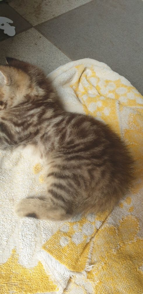Шотландське кошеня