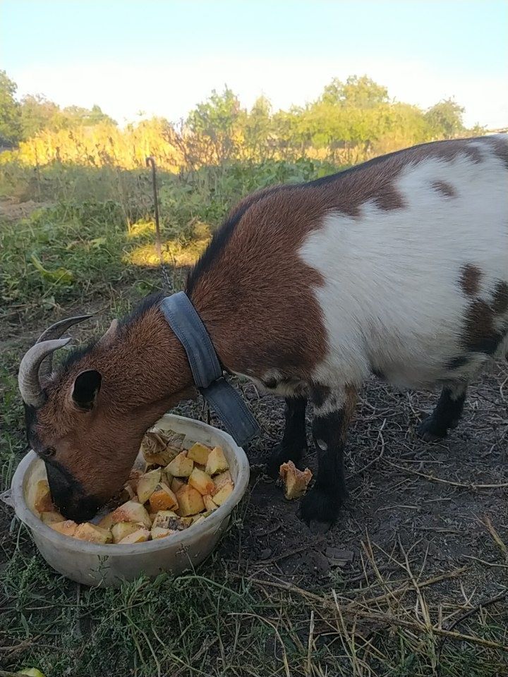 Продам! Козу породи Камерунка гном