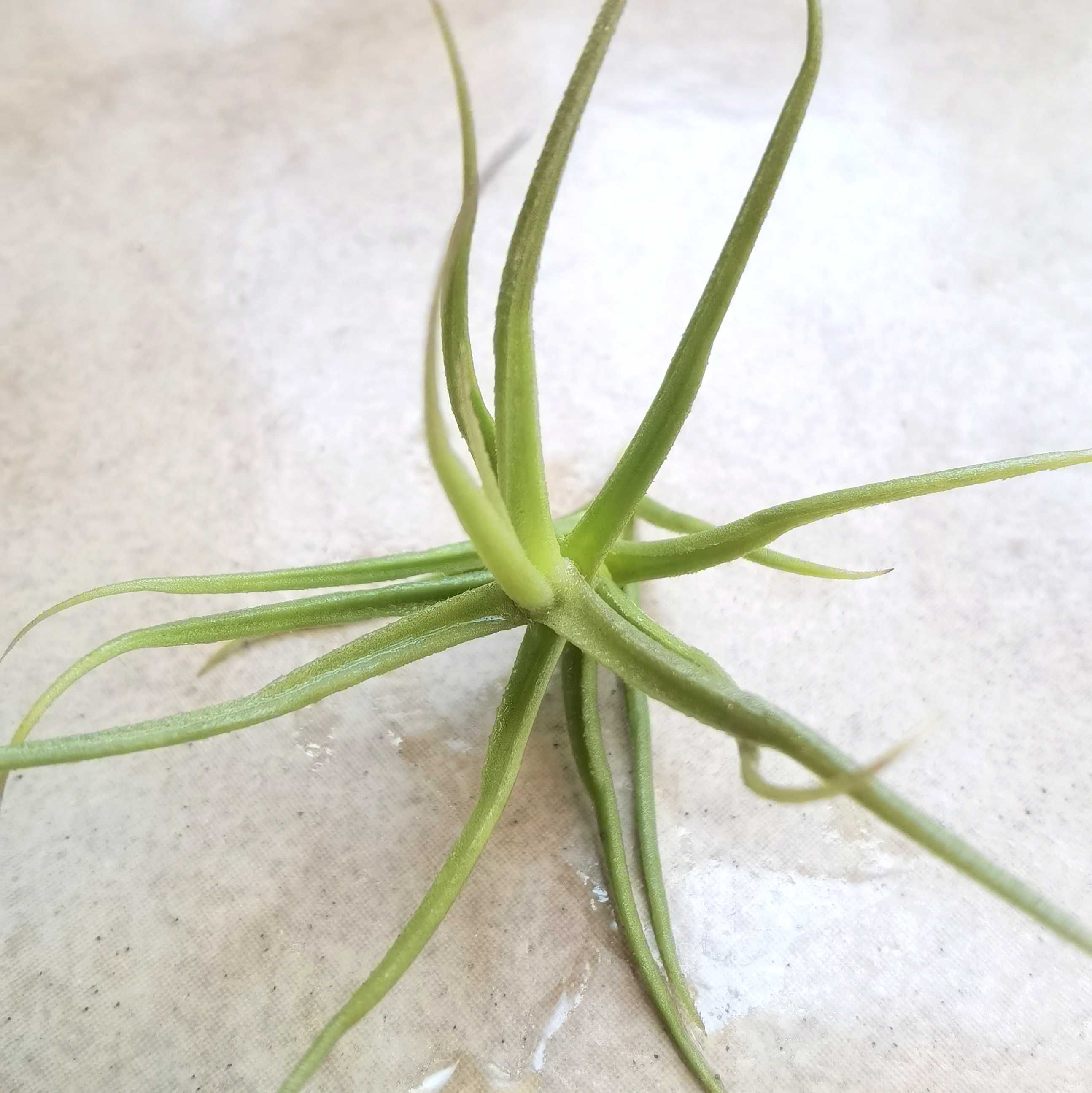 Tillandsia paleacea 9 cm