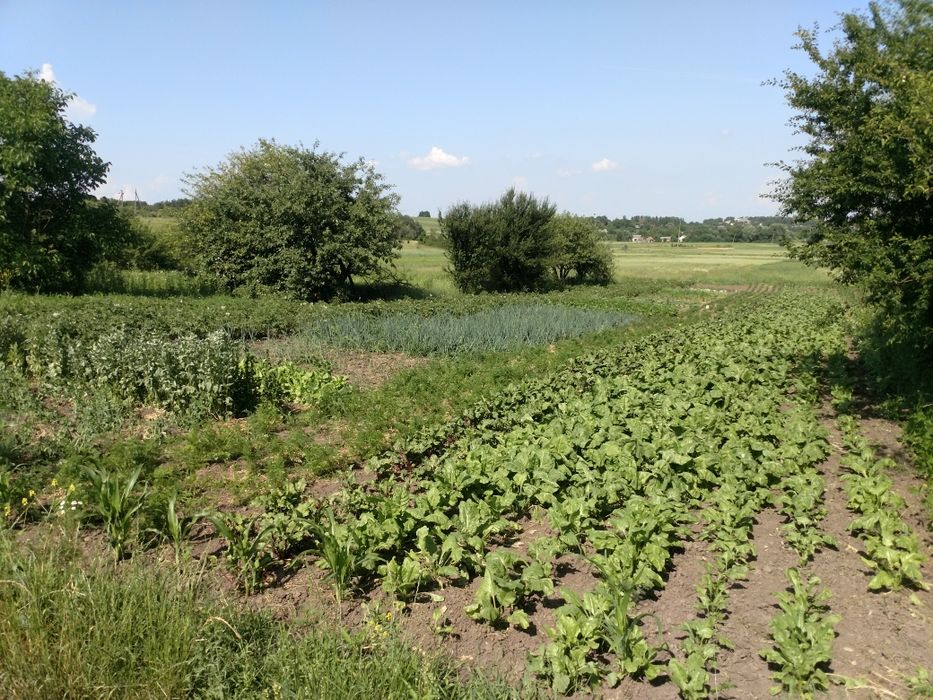 Земельна ділянка