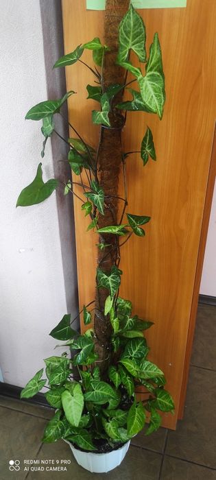 Красивый сингониум на кокосовой палке