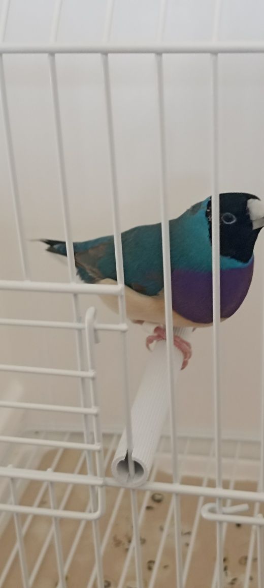 Diamante gould e exóticos