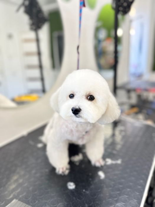 Грумінг , стрижка собак, лівий берег Дніпро