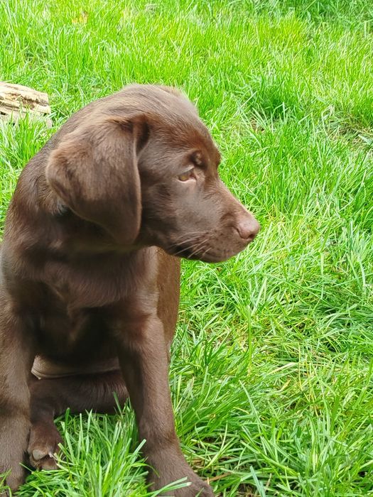 Szczeniak piesek labrador retriever rodowodowy FCI