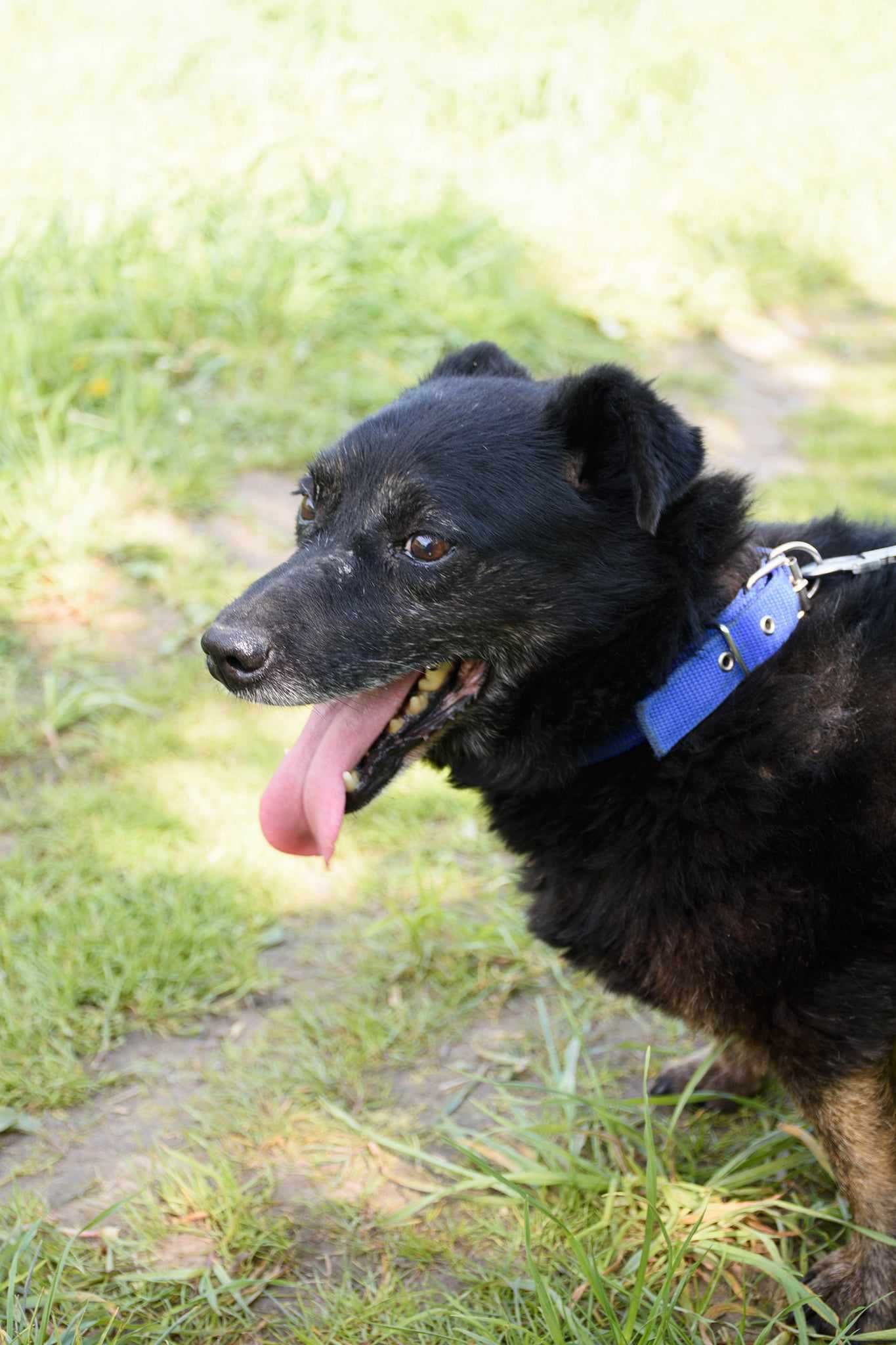 Mały staruszek BUBU szuka domu !! Do adopcji !!