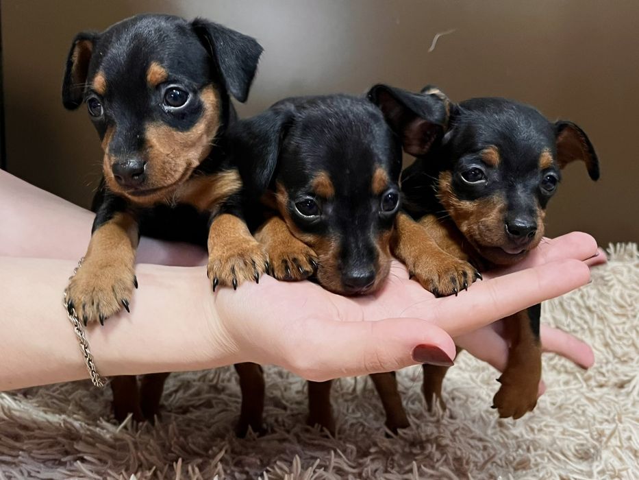 Цуценята цвергпінчера!