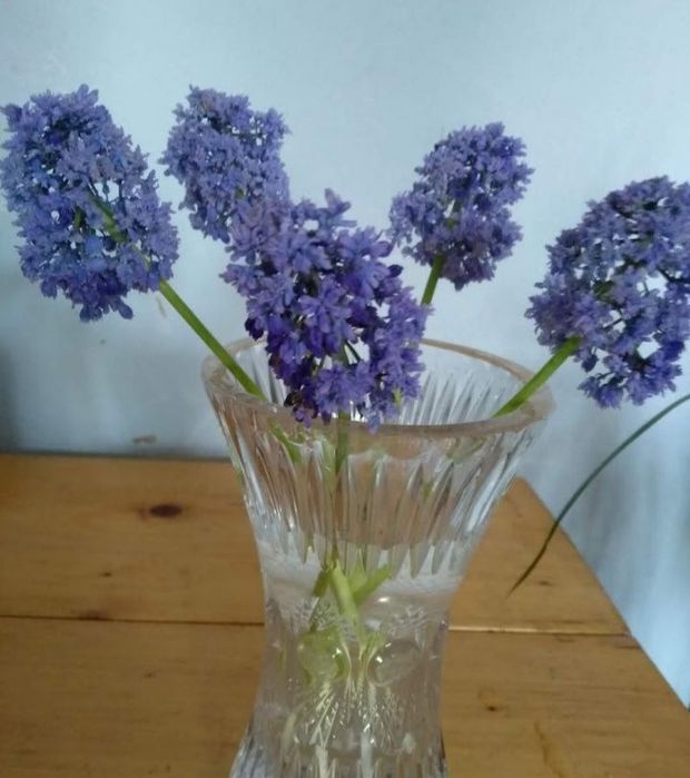 Цибулини  мускарі Синій шип Нідерланди