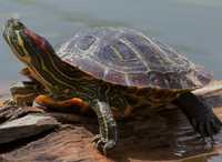 Червоновуха черепаха