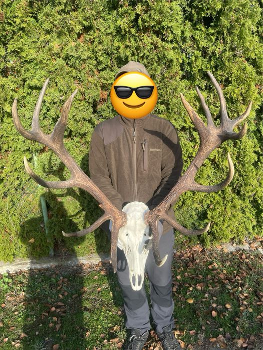 Trofeum wieniec jelenia 16-stak nieregularny poroże jeleń rogi nr 41