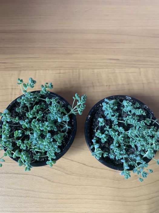 Седум сукулент травичка