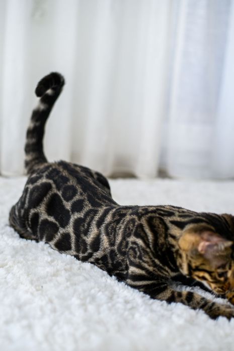 Kotka bengalska brown