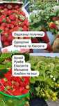 Свежая рассада клубники! Популярные сорта. Доставка по Украине. Саженц