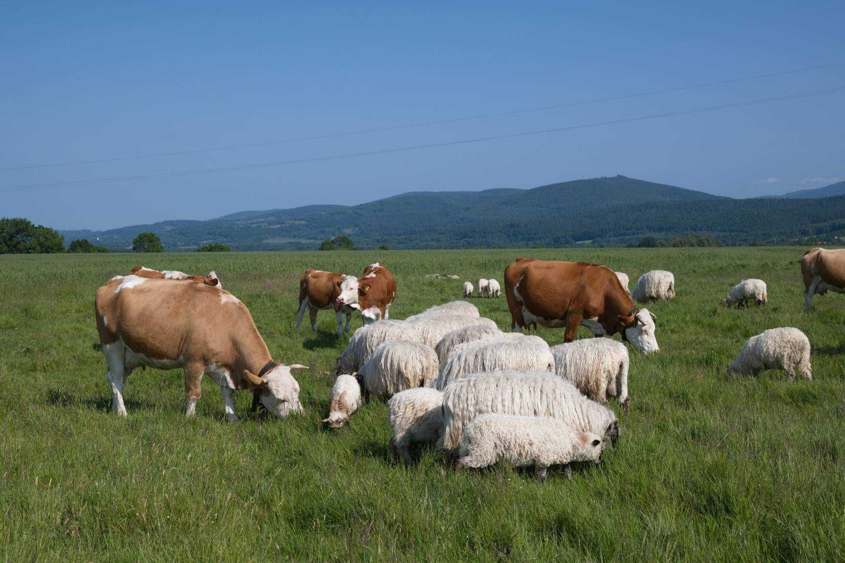 Sprzedam krowę dojną/cielną, jałówkę i byczki rasy "Hinterwälderska"