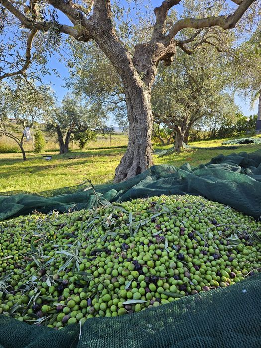 5 litrów Oliwy z oliwek - Syclia z własnych oliwek