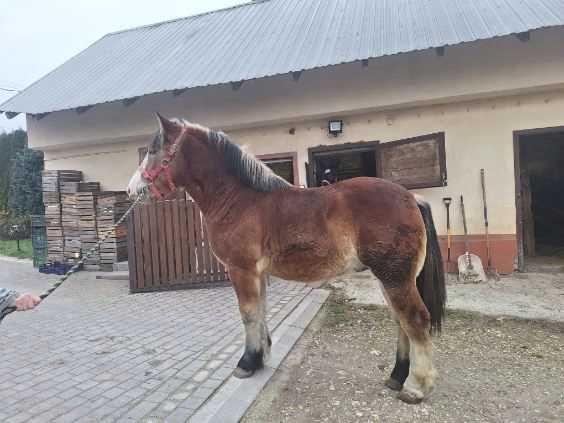 Sprzedam ogierka zimnokrwistego