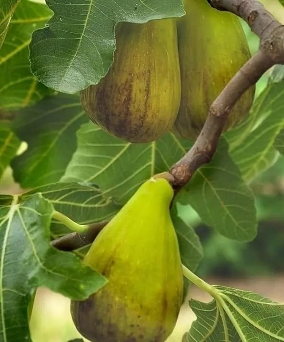 Черенки инжира Далматский, Одесский.