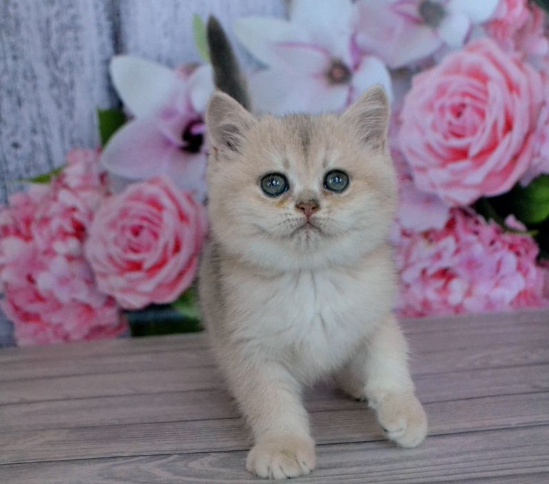 Котята голубое золото ау 12