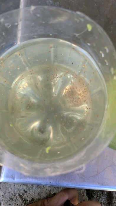 Dafnias - Alimento vivo para peixes