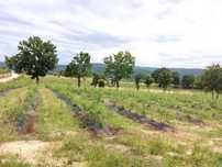 Quinta com 3h em Quintela de Azurara, Mangualde