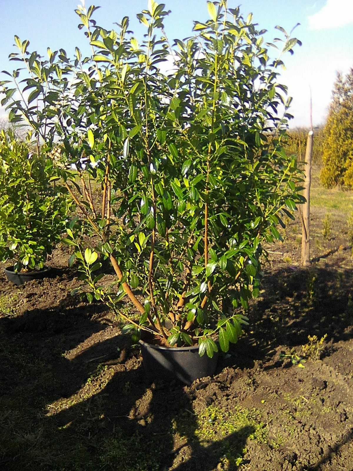 Laurowiśnia 100cm, Caucasica , Rotundifolia , Etna , Novita