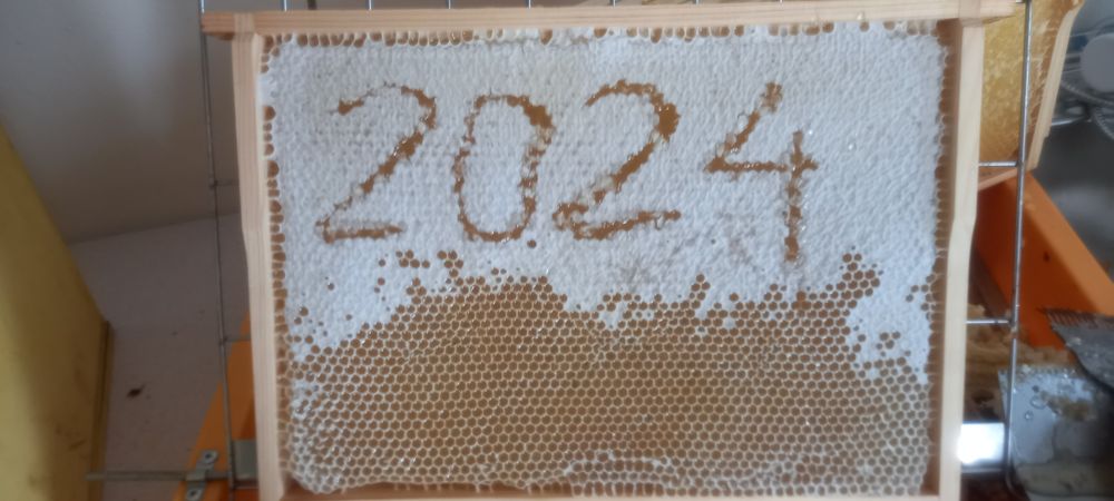 Miód naturalny rzepakowy  2025r