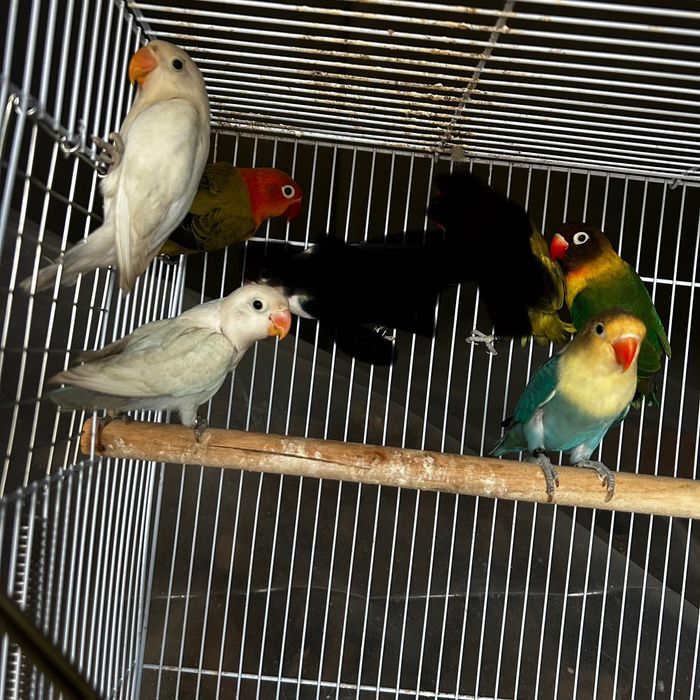 Agapornis Fischeris e personatus