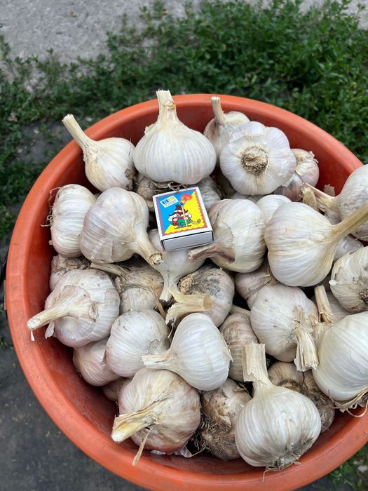 Продам чеснок любаша