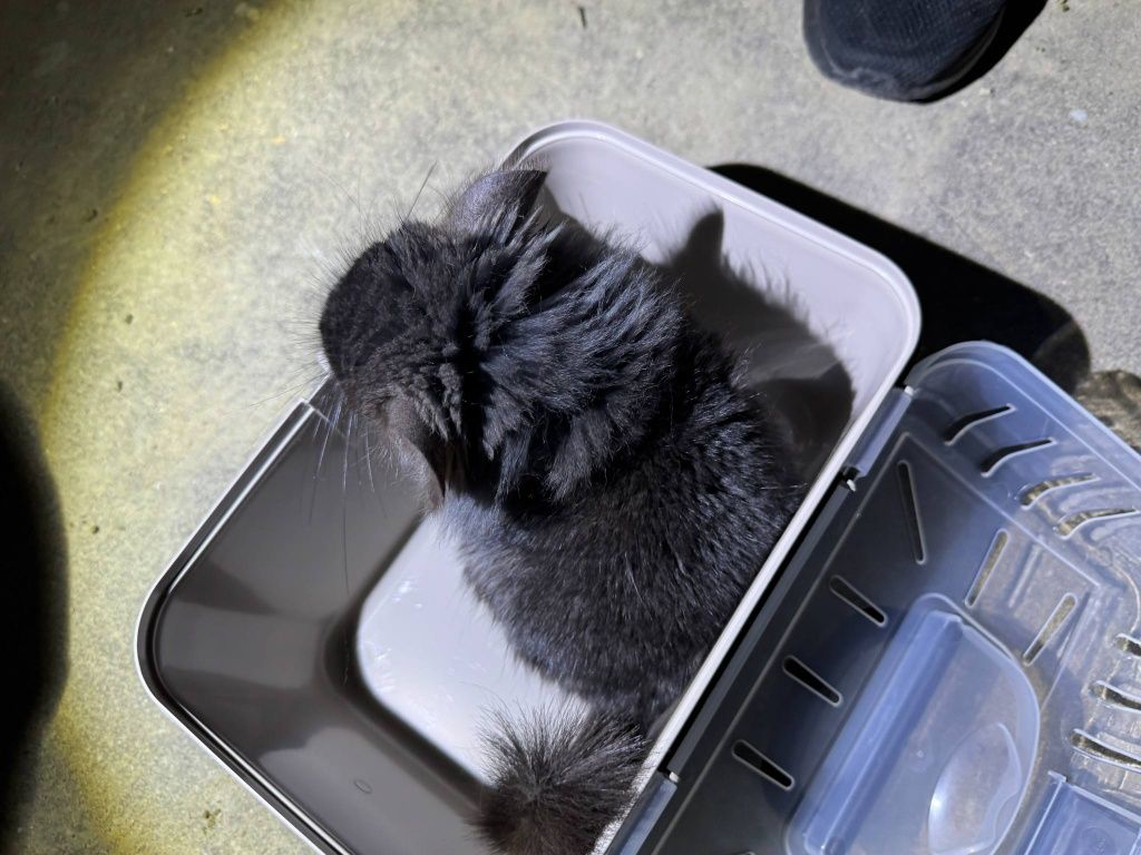 Szynszyl chinchilla Angora  czarny samiec black